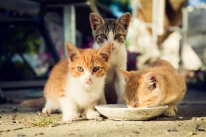 El Ayuntamiento de Majadahonda recuerda que los gatos tienen que estar identificados y esterilizados