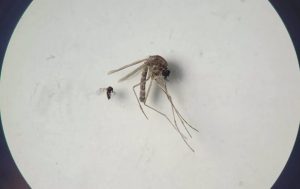 Notificado en Galicia un caso importado del virus oropouche