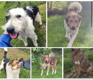 Los cachorros incautados del criadero ilegal de Otañes ya están en casas de acogida