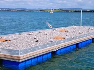 SEO/BirdLife censa casi 50 parejas reproductoras de charrán común en la Bahía de Santander