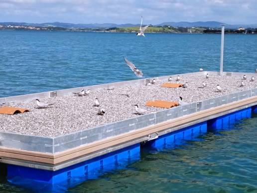 SEO/BirdLife censa casi 50 parejas reproductoras de charrán común en la Bahía de Santander