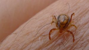 España confirma 15 casos de fiebre hemorrágica de Crimea-Congo desde 2013, 2 nuevos este año