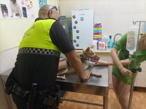 Ayuntamiento de Jaén avisa de exigencias legales con animales de compañía ante el verano: "La última opción, el abandono"