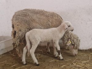 'Teodoro', el primer cordero modificado genéticamente en España ayudará a entender la fecundación humana