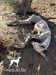 El Seprona investiga el hallazgo de seis galgos en condiciones "deplorables" y la muerte de uno