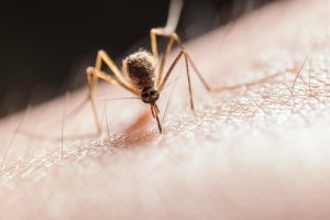 Salud identifica diez nuevos casos del Virus del Nilo y confirma la muerte de una mujer con patologías previas