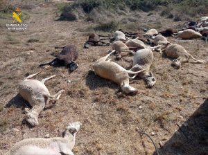 Investigan la muerte de 30 ovejas tras ingerir agua estancada en un paraje de Benifaió (Valencia)