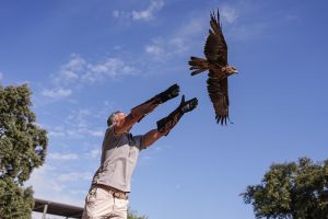 El Centro de Recuperación de Animales Silvestres atendió casi 4.700 animales silvestres heridos en el primer semestre