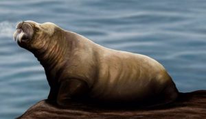 Nueva especie de mamífero extinto parecido a una morsa