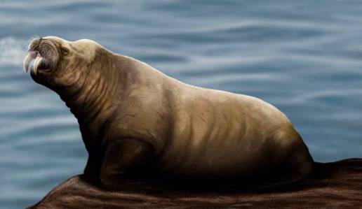 Nueva especie de mamífero extinto parecido a una morsa