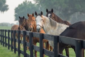 Los caballos piensan en el futuro