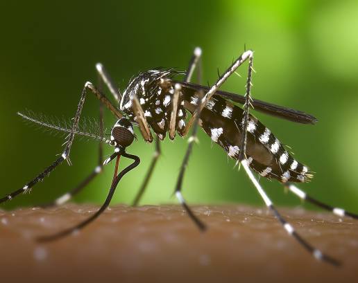 El Ayuntamiento de las Rozas llama a la colaboración ciudadana para evitar la expansión del mosquito tigre en el municipio