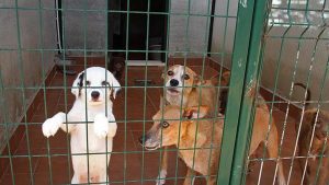 APA Rioja enfatiza la importancia de la esterilización y la adopción responsable ante el Día del Animal Abandonado