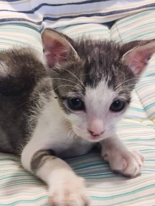 El Ayuntamiento de Binéfar atendió casi 200 avisos relacionados con animales en 2023