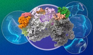 Un estudio explica cómo puede mutar el virus de la gripe aviar para permitir que se replique en mamíferos