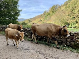 Gobierno activa un plan para frenar un foco reincidente de tuberculosis bovina en la comarca de San Vicente