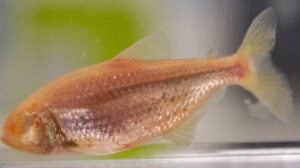 Peces ciegos desarrollaron un gusto extraordinario