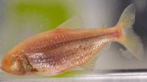 Peces ciegos desarrollaron un gusto extraordinario