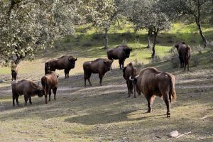 Afectado un tercio de la finca que alberga bisontes en Andújar, aunque los animales "están bien"
