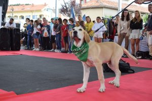 Liencres acoge el domingo el desfile solidario canino y felino 'Adóptame'
