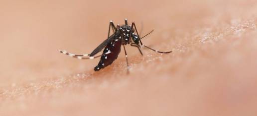 La OMS advierte sobre los peligros que suponen los mosquitos debido a las enfermedades que transmiten