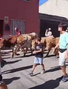 PACMA condena la bueyada infantil de Colmenar de Oreja y solicita su suspensión permanente