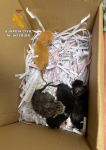 Rescatadas cuatro crías de gato que habían sido abandonadas en una cuneta en Donamaría