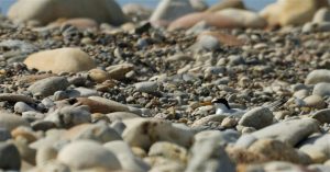 Los charrancitos comunes anidan por tercer año consecutivo en el paisaje protegido de la desembocadura del Mijares