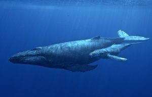 Las ballenas jorobadas se suman a las especie que usan herramientas