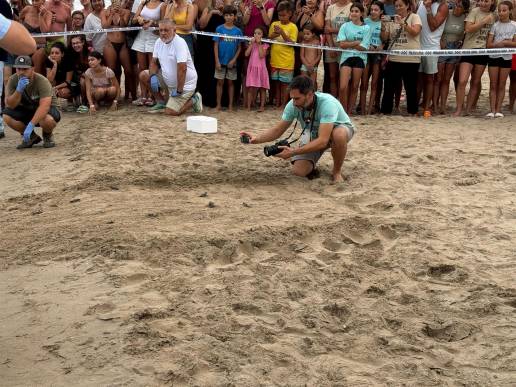 Devuelven al mar 14 ejemplares de tortuga boba localizados en junio en Arenales del Sol