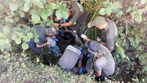 Medio Rural aplica la eutanasia al oso parapléjico rescatado en Somiedo, que tenía dañada la médula espinal