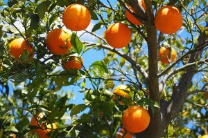 El 70% de los nidos situados en espacios agrícolas contienen residuos plásticos, según un estudio
