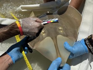 Inician en Andalucía el primer estudio europeo del pez guitarra, especie en "peligro crítico" de extinción