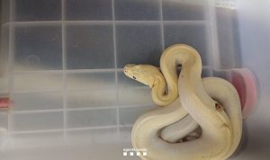 Investigan el hallazgo de una serpiente exótica en Sant Adrià de Besòs (Barcelona)