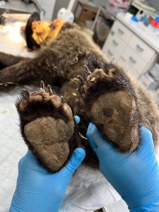 El osezno recogido con quemaduras en Barniedo de la Reina (León) tiene las extremidades "casi curadas"