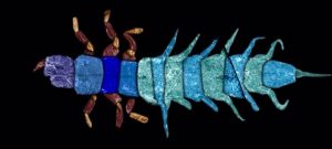 La Estación Biológica de Doñana-CSIC descubre una especie de insectos acuáticos del período del Mioceno