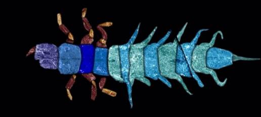 La Estación Biológica de Doñana-CSIC descubre una especie de insectos acuáticos del período del Mioceno