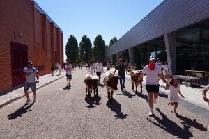 Pacma advierte a Ayuntamiento Parla (Madrid) que tanto la bueyada infantil como el toro al cajón "podrían ser ilegales"