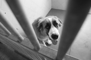 APA Rioja asegura que "no hay una recogida real" de animales en La Rioja y se les niega el acceso al centro