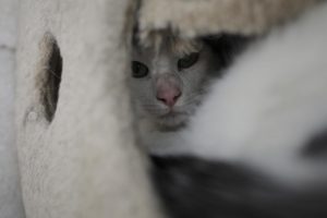 El Colegio Oficial de Veterinarios de Madrid pide identificar a animales de compañía para reducir la tasa de abandono