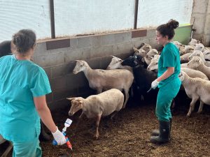 Suben a 275 los focos de lengua azul en ganado en Catalunya