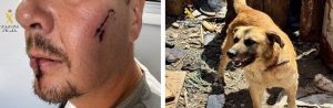 La Guardia Civil investiga a la dueña de un perro que atacó y causó varias heridas en la cara a un peregrino en La Rioja