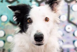 Los perros entienden palabras de los paneles con botones de sonido