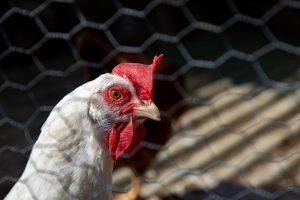 Las asociaciones animalistas alertan de las condiciones de hacinamiento en la macrogranja proyectada en Sineu