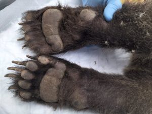 El osezno recogido en Barniedo ha doblado su peso y se valora su traslado al recinto de osos pardos de Valsemana (León)
