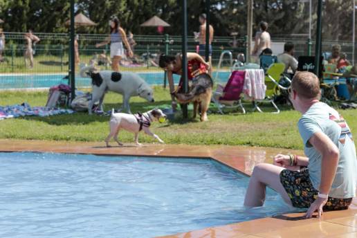 Las mascotas cerrarán la temporada de la piscina de agua salada el 1 de septiembre con 'Al Agua Perros'