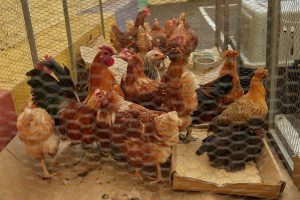 SEO/BirdLife rechaza la macrogranja avícola en Sineu: "Presenta números totalmente desproporcionados"