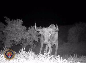 Hallan muerto al toro perdido de una ganadería de Almenara que estaba localizado