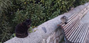 Cuenca en Marcha colabora con la Protectora de Animales 'Bonamiko' con el sorteo de entradas a conciertos de San Julián