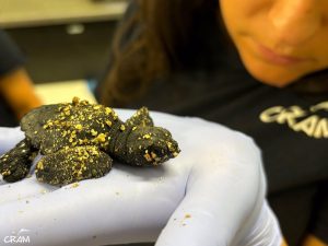 Nacen 52 ejemplares de tortuga boba en el nido de la playa de la Savinosa de Tarragona